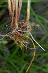 Eastern fox sedge