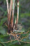 Eastern fox sedge