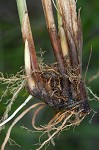 Eastern fox sedge