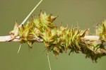 Eastern fox sedge