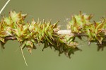 Eastern fox sedge