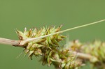 Eastern fox sedge