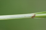 Eastern fox sedge