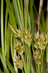 Parasol sedge