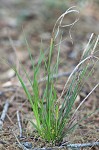 Parasol sedge