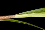 Parasol sedge