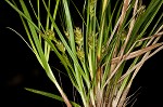 Parasol sedge