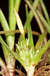 Parasol sedge