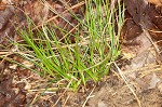 Parasol sedge