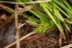 Parasol sedge