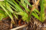 Parasol sedge