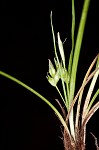 Parasol sedge