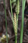 Warty sedge