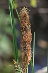 Warty sedge