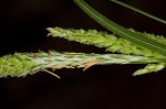 Ribbed sedge