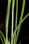 Ribbed sedge