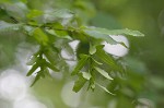 American hornbeam