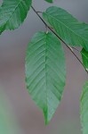 American hornbeam