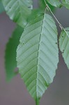 American hornbeam