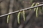 American hornbeam