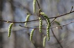 American hornbeam