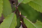 American chestnut