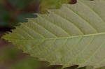 American chestnut