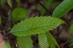 American chestnut