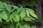 American chestnut