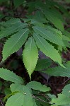 American chestnut