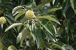 Chinese chestnut