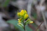 Cahaba Indian paintbrush