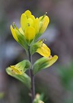 Cahaba Indian paintbrush