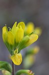 Cahaba Indian paintbrush