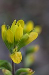 Cahaba Indian paintbrush