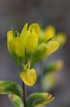 Cahaba Indian paintbrush