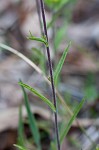 Cahaba Indian paintbrush