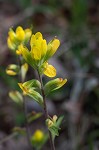 Cahaba Indian paintbrush