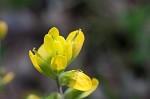 Cahaba Indian paintbrush