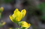 Cahaba Indian paintbrush