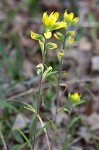 Cahaba Indian paintbrush