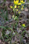 Cahaba Indian paintbrush