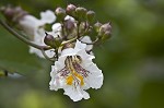 Northern catalpa