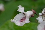 Northern catalpa