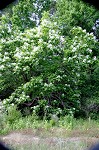 Northern catalpa