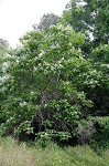 Northern catalpa