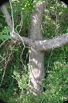 Northern catalpa