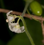 Fivelobe cucumber