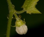 Fivelobe cucumber