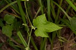 Fivelobe cucumber